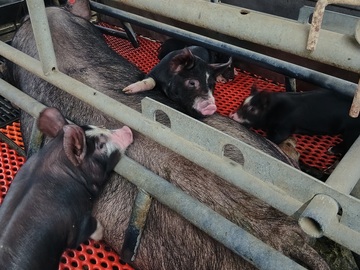 株式会社サイボク 鳩山牧場-8