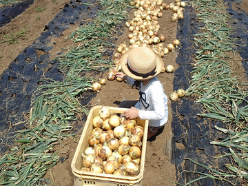株式会社かなちょく【神奈川県:配送スタッフ】-1