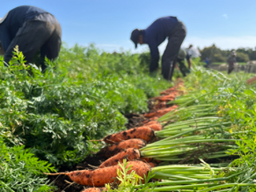 有限会社山新田青果-2