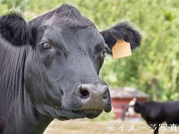 山形県尾花沢市×肉牛/法人【31865】-1