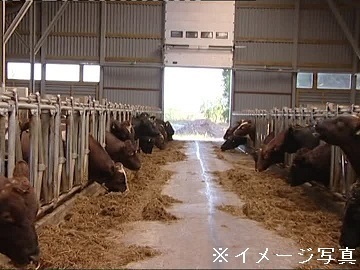 山形県尾花沢市×肉牛/法人【31865】-2
