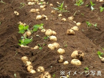 鹿児島県出水市×肥料・露地野菜・稲作/法人【1355】-top