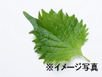 広島県東広島市×野菜/法人【43259】-1