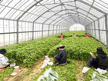 伊都国春菊ファーム-6