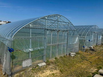 伊都国春菊ファーム-2