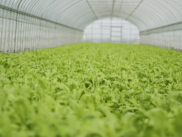 伊都国春菊ファーム-1