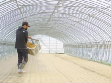 伊都国春菊ファーム-3