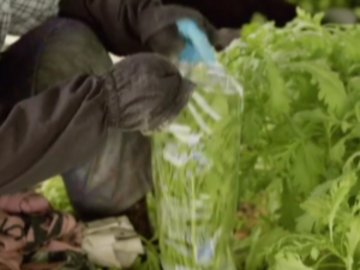 伊都国春菊ファーム-5