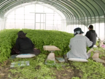 伊都国春菊ファーム-8