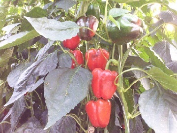 宮城県栗原市×植物工場/法人【7037】-top