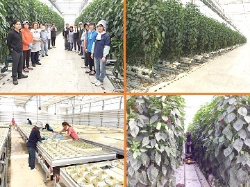 宮城県栗原市×植物工場/法人【7037】-1