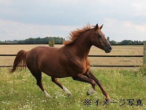 大分県豊後高田市×乗馬クラブ/法人【37670】-top