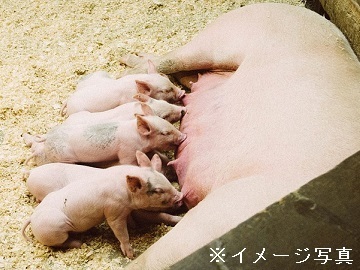 徳島県美馬市×養豚/法人【43267】-2