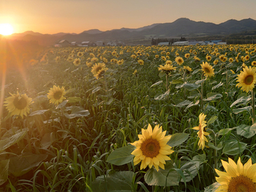 有限会社牧野産業-6