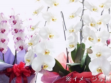 滋賀県東近江市×花卉/法人【43269】-top