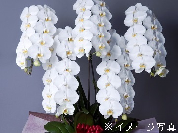 滋賀県東近江市×花卉/法人【43269】-2