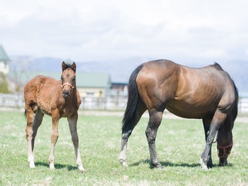 合同会社オーシャンズファーム-5