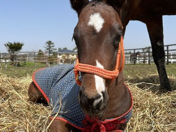 合同会社オーシャンズファーム-7