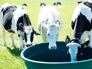 北海道美幌町×酪農/法人【1921】-1