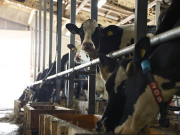 北海道美幌町×酪農/法人【1921】-4