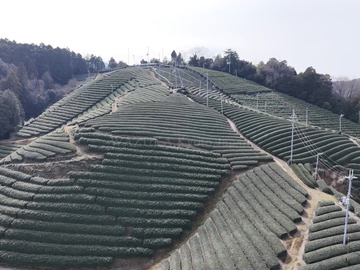 辻製茶有限会社-3