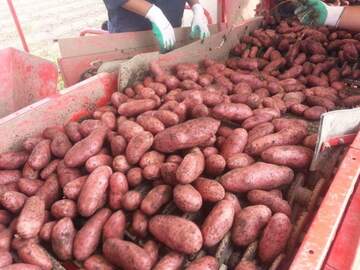 株式会社VIVAFARM-7