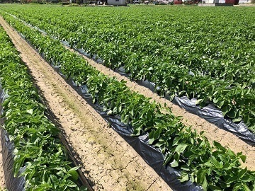 株式会社仲山ライスセンター-2