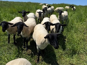 株式会社焼尻めん羊牧場-top