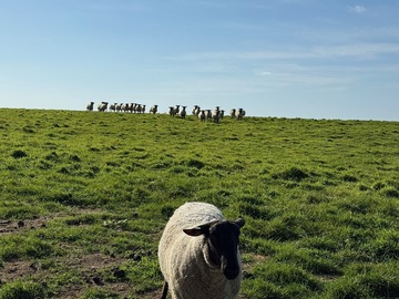 株式会社焼尻めん羊牧場-1