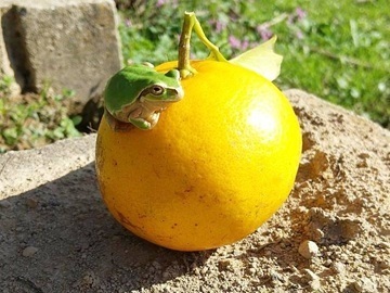 合同会社トピカ農産-4