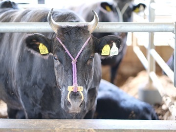 株式会社森辻牧場-8