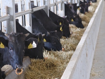 株式会社森辻牧場-7