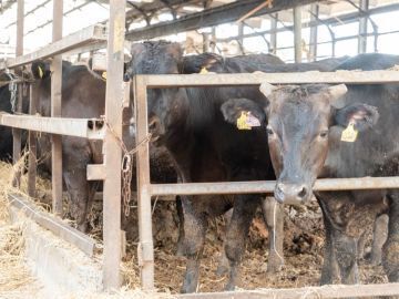 有限会社タムラファーム-2