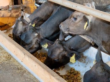 有限会社タムラファーム-8