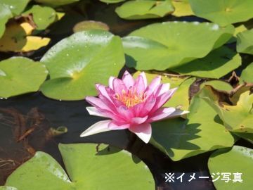 埼玉県川口市×植木・環境植物/個人【43284】-top