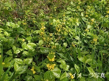 埼玉県川口市×植木・環境植物/個人【43284】-1