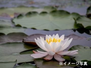 埼玉県川口市×植木・環境植物/個人【43284】-2