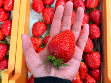 藤井農園(奈良)-3