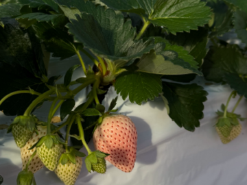 藤井農園(奈良)-1