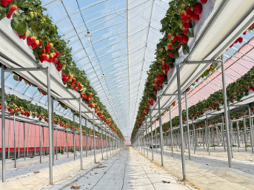 藤井農園(奈良)-2