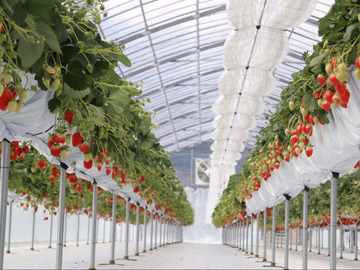 神戸農園ハレいろ-5