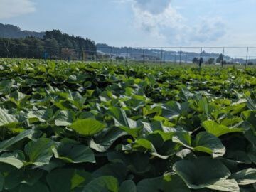 株式会社CREATE AGRI-2