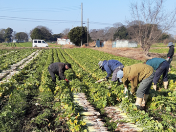 株式会社日本ベジタ-2