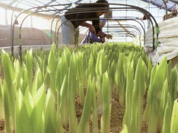 株式会社深沢農園-4