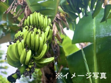 熊本県八代市×稲作・露地野菜・果樹/法人【43308】-top