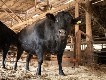 東京和牛株式会社-2