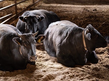 東京和牛株式会社-6
