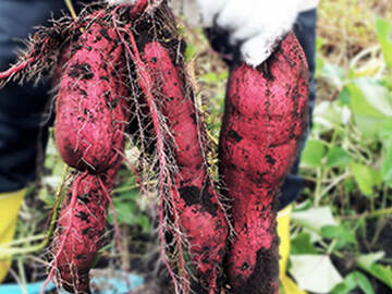 道の駅やちよ(株式会社オーエンス)-1