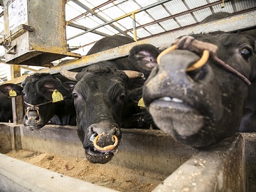 株式会社上村(かみむら)畜産-2