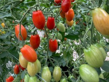 株式会社田中農園-1